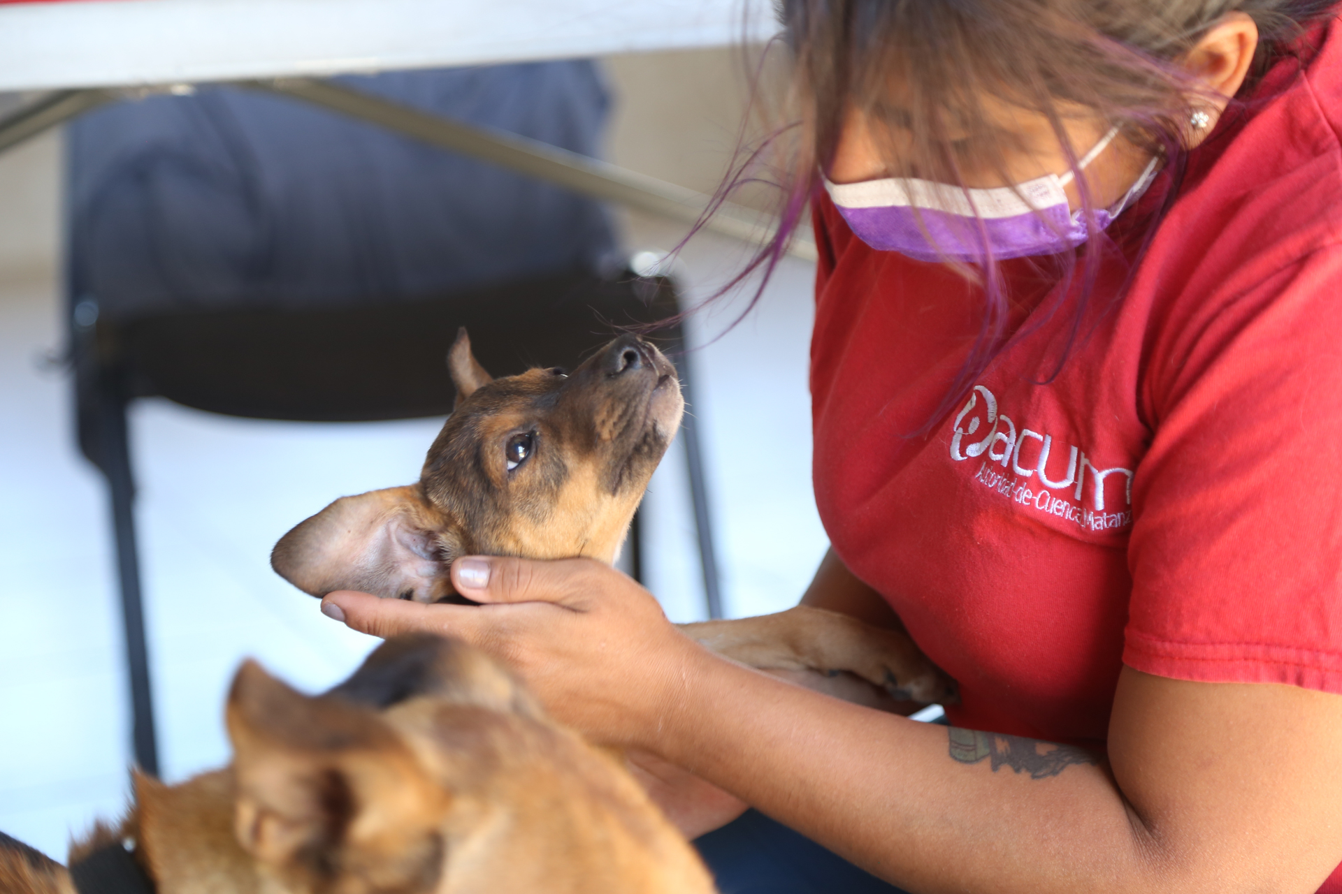 Operativo Zoonosis La Matanza