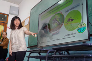 aedes
