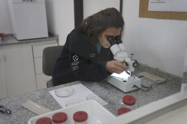 aedes