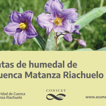 Presentamos la guía de plantas de humedales de la Cuenca